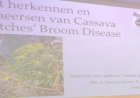 Coronie en Nickerie vooralsnog vrij van cassaveziekte heksenbezem
