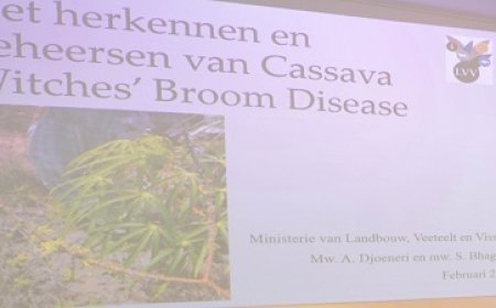 Coronie en Nickerie vooralsnog vrij van cassaveziekte heksenbezem