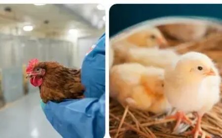 Immuunsysteem onthult verrassende beschermingsmechanismen