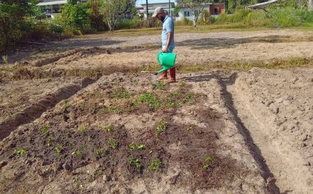 Grascollectie LVV Wanica D officieel van start