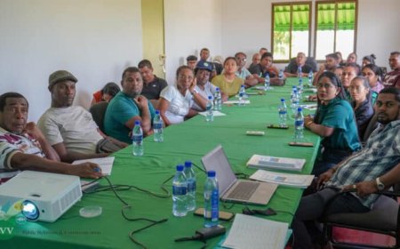 Coronie en Nickerie vrij van cassaveziekte heksenbezem