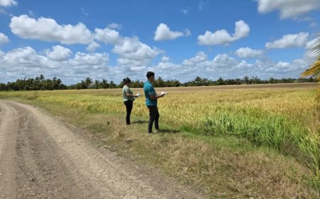LVV controleert of en welke rijstvelden werkelijk zijn ingezaaid