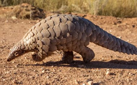Opmerkelijk – Een half miljoen schubdieren wereldwijd in beslag genomen