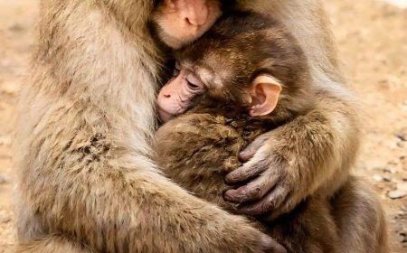 Opmerkelijk – Baby-aapje Punch heeft eerste vriendje en zorgt voor zeer lange wachtrijen in J