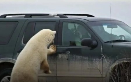 WIST U DAT: In Churchill, Canada, bewoners hun auto’s niet op slot doen, als toevluchtsoord v