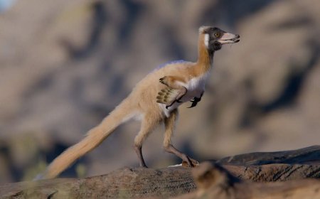 Opmerkelijk – Wetenschappers ontdekken mini-dino die in Patagonië tussen grootste dinosauruss