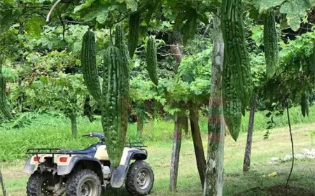 Bureaucratie en falend toezicht brengen Surinaamse landbouwexport bijna tot stilstand