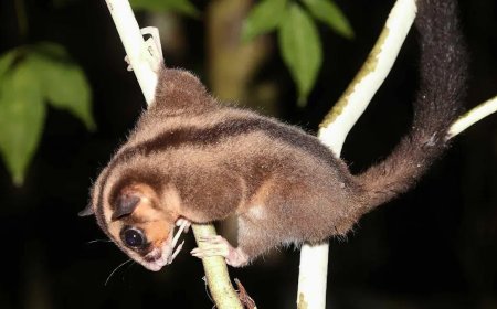 Opmerkelijk – 6.000 jaar uitgestorven gewaande buideldieren duiken op in jungle West-Papoea