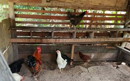 LVV verkent mogelijkheden voor pluimveehouderij in Boven-Suriname