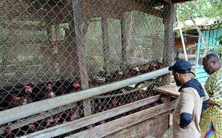 LVV onderzoekt kansen voor pluimveehouderij in Asidonhopo en omgeving