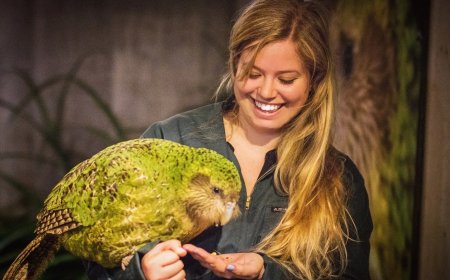 Opmerkelijk – Nieuw-Zeeland in de ban van dikste papegaai ter wereld