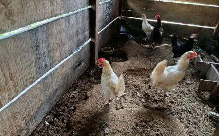 Directoraat Veeteelt verkent mogelijkheden voor pluimveehouderij in Boven-Surinamegebied