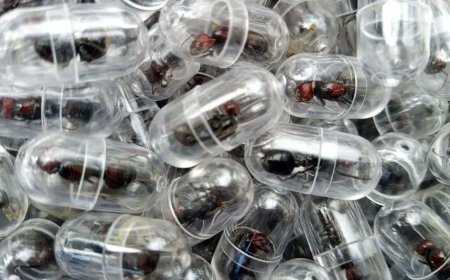 Chinees in Kenia opgepakt met duizenden dure mieren in bagage