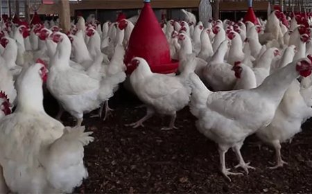 LVV traint beginners in pluimveehouderij om productie in Suriname te verhogen