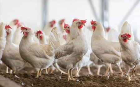 LVV en pluimveesector zoeken oplossingen voor knelpunten