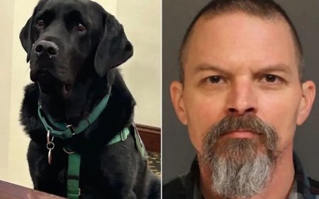 Rechter in VS stopt rechtszaak door verdwaalde therapiehond