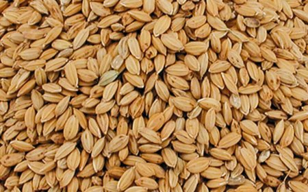 Boeren Nickerie eisen betere padieprijs