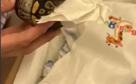 Slangen onderschept bij grenscontrole