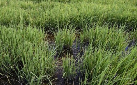 Rijstboeren vragen ingrijpen regering tegen pelmolenaars