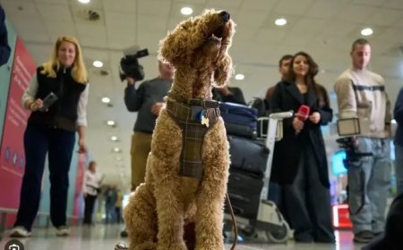 Griekenland evacueert mensen en huisdieren uit oorlogsgebied