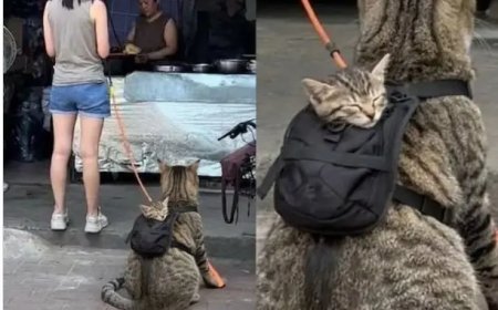 Moederkat draagt kitten in rugzak