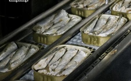 Marokko stopt sardine-export naar EU