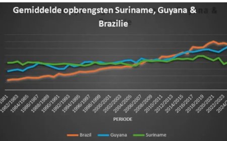 Surinaamse rijstsector onder druk: keuze nodig