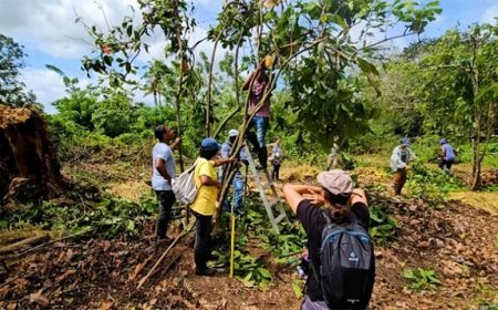 Duurzame cacao-boost geeft nieuw leven aan Surinaamse cacaosector