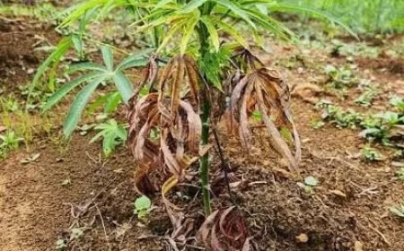 DNL: Cassavecrisis, overheid laat hoofdvoedsel binnenland instorten