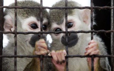 Suriname exporteerde in 2024 12.060 dieren, hoogste aantal in 8 jaar tijd