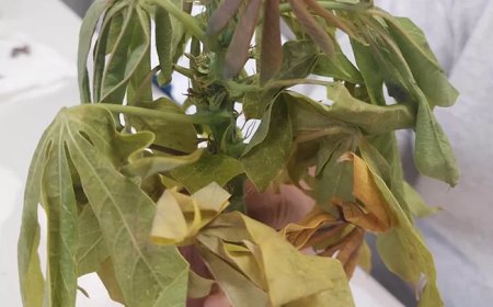 Pokigron vraagt aandacht minister Noersalim voor cassaveziekte