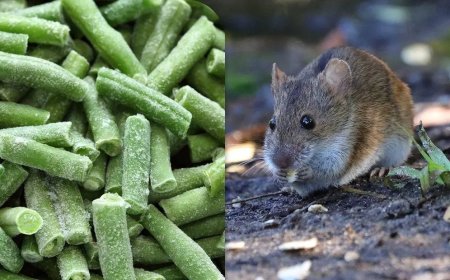 Opmerkelijk – Dode muis in zak sperziebonen van Jumbo