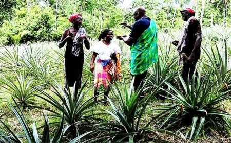 Boeren in het binnenland houden vol ondanks vele uitdagingen