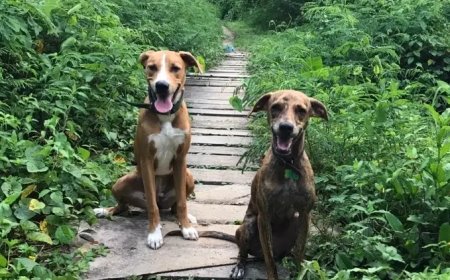 Zwerfhonden blijven een zorgpunt: probleem groeit, aanpak blijft lastig