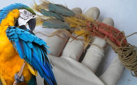 WIST U DAT: Ver vóór de Inca’s papegaaien levend over de Andes werden vervoerd voor hun veren