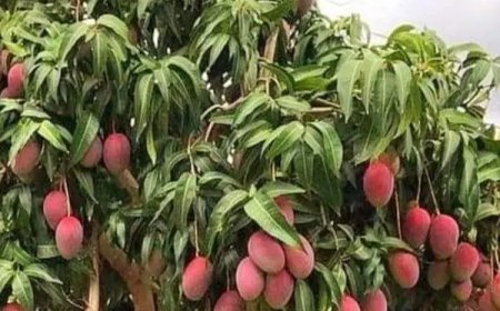 Vruchtbomen mijden vanwege diefstal en onveiligheid