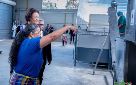 Nieuwe cassavemachines versterken agrosector, lessen uit verleden blijven relevant