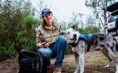 Opmerkelijk – Speurhond Bear die tijdens Australische bosbranden 100 koala’s redde met pensio