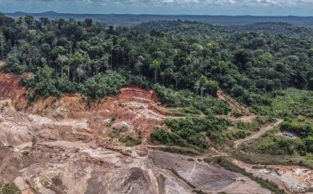 Hoe betrouwbaar is de uit 2015 daterende 93% bosbedekking anno 2026 nog?