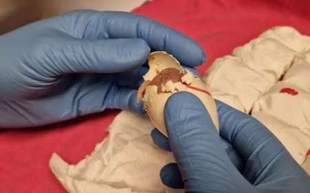 261 gesmokkelde papegaaieieren gevonden in handbagage op Schiphol