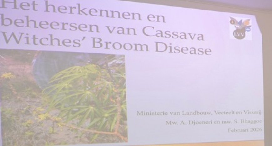 Coronie en Nickerie vooralsnog vrij van cassaveziekte heksenbezem