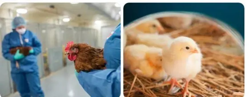 Immuunsysteem onthult verrassende beschermingsmechanismen