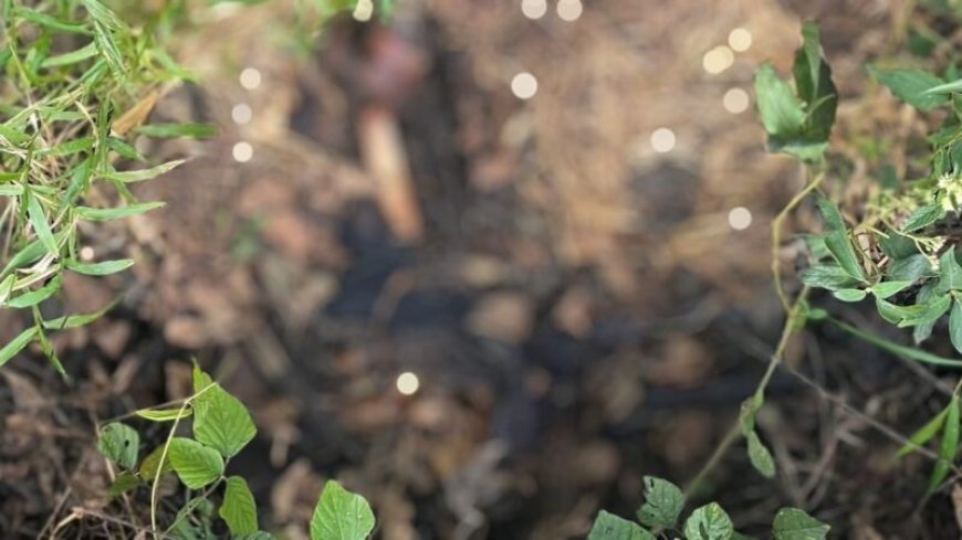 Lichaam in verregaande staat van ontbinding aangetroffen in Klaaskreek