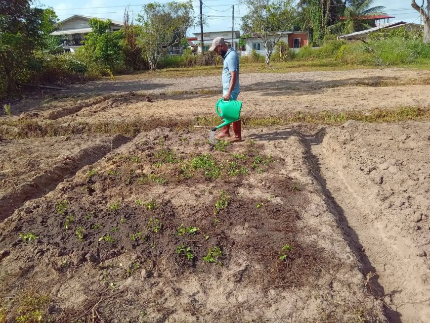 Grascollectie LVV Wanica D officieel van start