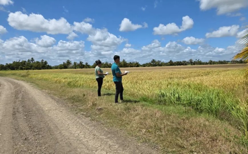 LVV controleert of en welke rijstvelden werkelijk zijn ingezaaid