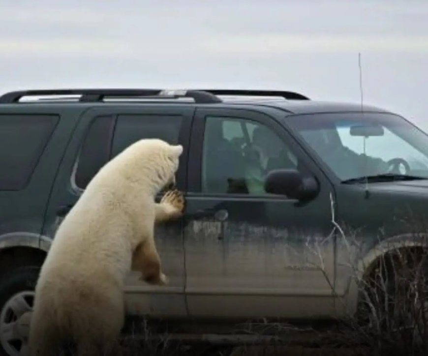 WIST U DAT: In Churchill, Canada, bewoners hun auto’s niet op slot doen, als toevluchtsoord v