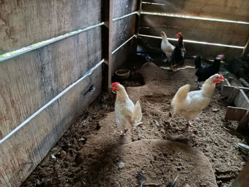 Directoraat Veeteelt verkent mogelijkheden voor pluimveehouderij in Boven-Surinamegebied