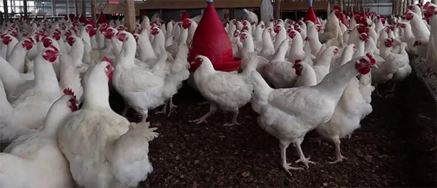 LVV traint beginners in pluimveehouderij om productie in Suriname te verhogen