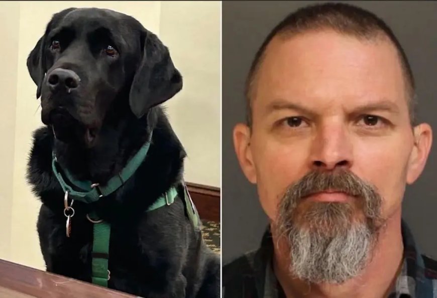 Rechter in VS stopt rechtszaak door verdwaalde therapiehond