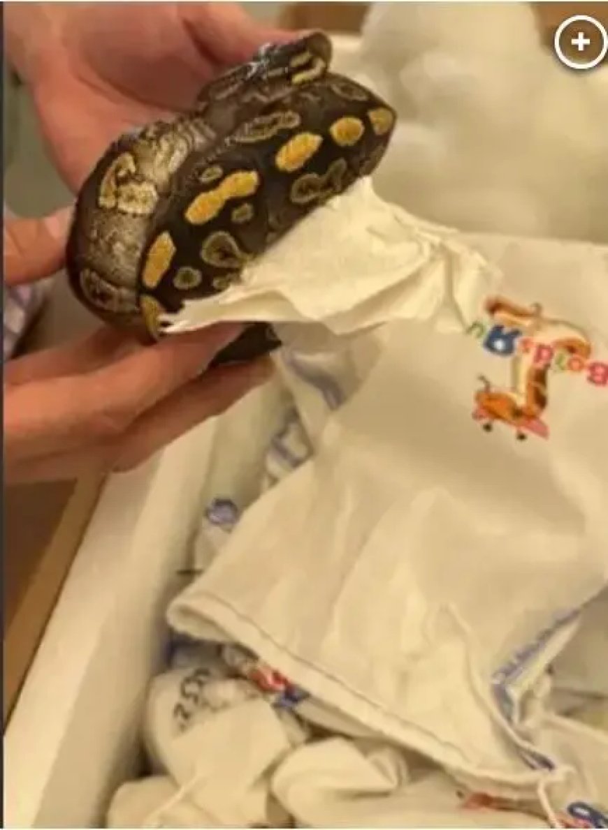 Slangen onderschept bij grenscontrole